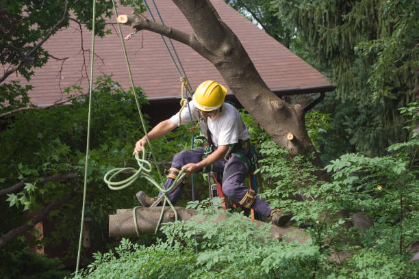 Cologne, MN Tree Services Company